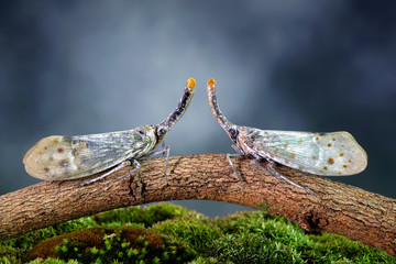 White wing Lantern-fly (Pyrops astarte) is a species of planthopper, found in Southeast Asia, and also known as Red nose lantern bugs. Lanternflies : The unicorns of the insect world. Beautiful insect