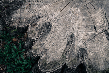 Old stump in the forest.