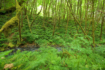 A Scenic Rain Forest