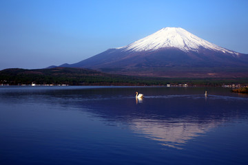 Swans roaming at the foot of Mount Fuji