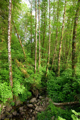 A Scenic Rain Forest