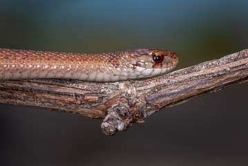 Brown Snake