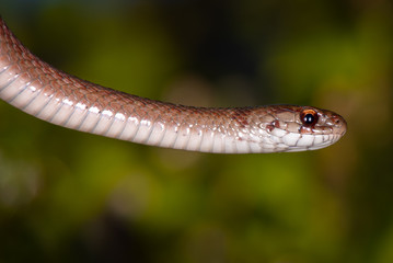 Brown Snake