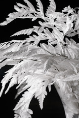  SILVER LEAVES