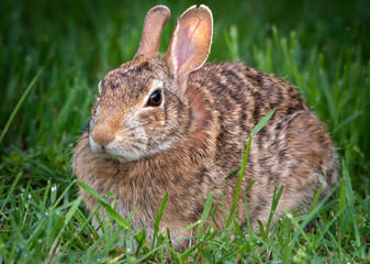 Adult Cottantail Rabbit