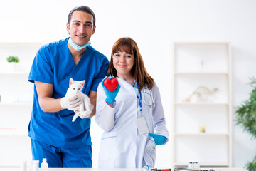 Two young vet doctors examining sick cat