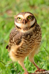 owl