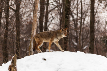 Obraz premium A lone coyote in a winter scene