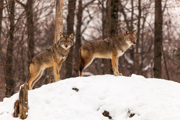 Naklejka na ściany i meble A pair of coyotes in a winter scene