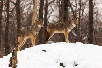 A pair of coyotes in winter