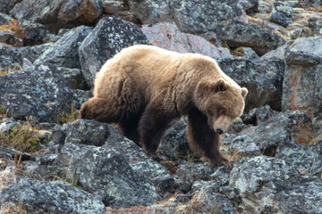 Brown Grizzly Bear [ursus arctos horribilis] in the mountain above the Savage River in Denali National Park in Alaska United States
