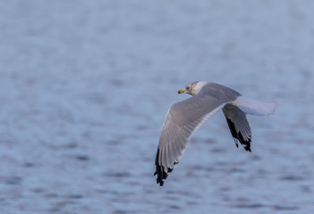 ring billed gull in flight at presque isle state park in Erie Pennsylvania 