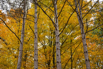 A look into the woods at the peak of fall foliage in Western Pennsylvania. 