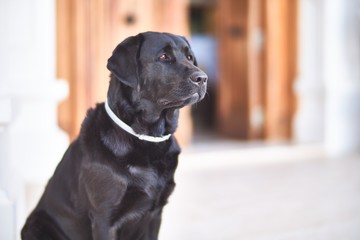 Beautiful black labrador dog sitting at terrace