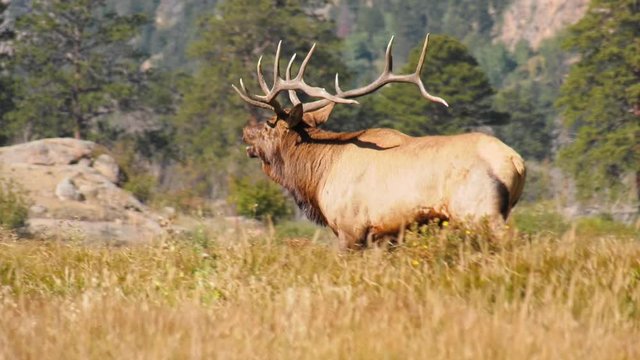 Bull elk walking in a meadow and bugling