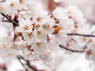 Light Pink blossoms