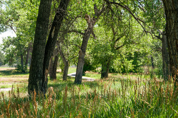 A bike and walking trail though a park