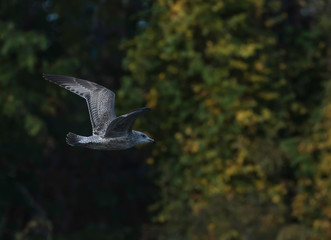 herring gull in flgith 