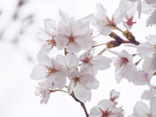 White cherry blossoms