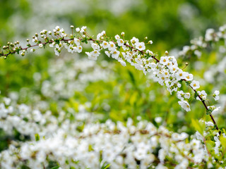 Small white flowers