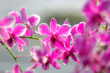 Obraz na płótnie Canvas beautiful orchid flower in garden