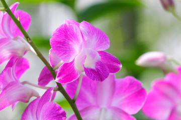 Fototapeta na wymiar beautiful orchid flower in garden