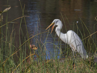 great egret (Ardea alba) at presque isle state park lake Erie Pennsylvania 