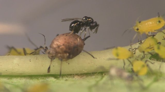 Parasitic wasp laying eggs in mummified aphid 1268 5