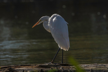great egret (Ardea alba) at presque isle state park lake Erie Pennsylvania 