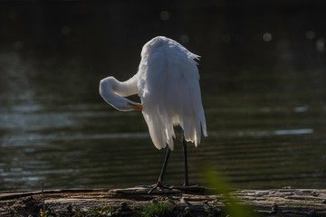 great egret (Ardea alba) at presque isle state park lake Erie Pennsylvania 