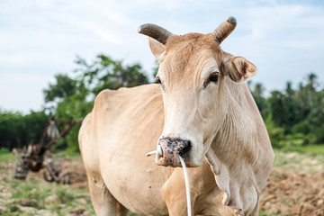 Close up portrait of Thai local cow. Live stock concept.