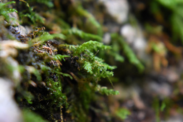 Moss Ready for Macro