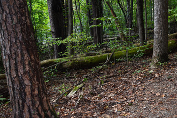 Green of the Forest Floor