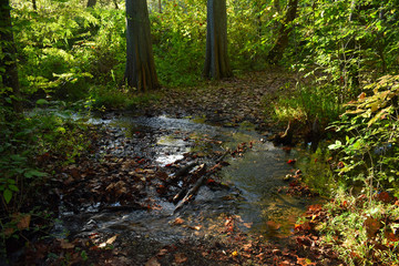 Fototapeta premium Forest Stream Reflections