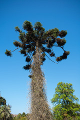 Sequoia Drendon Gigante - Historic Trees in Santa Rita Winery
