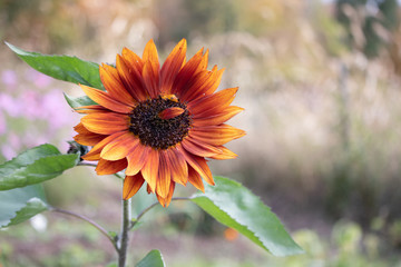 Gorgeous red orange sunflower copy space 