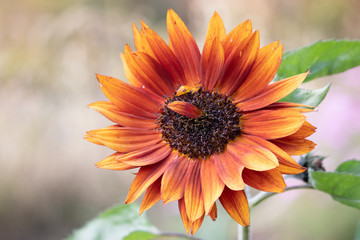 Beautiful red orange and yellow sunflower in New England in autumn 