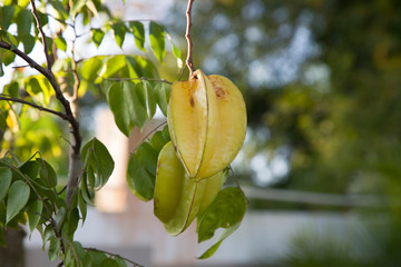 Star Fruit hanging from tree in Puerto Rico - 297217225