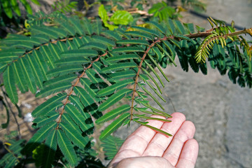 Mimosa plant closing when touched in Puerto Rico - 297217233