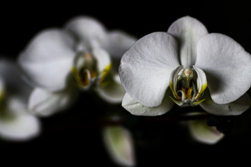 white orchid on black background