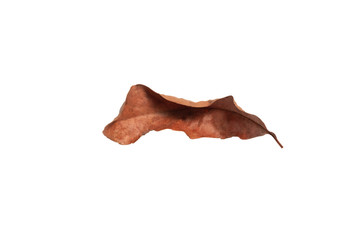 Dry leaf in isolated with clipping path,Brown color