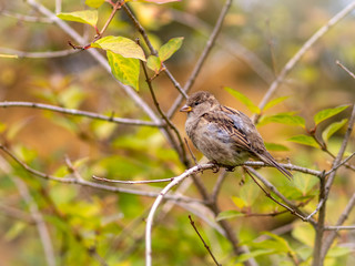 Sparrow sits on a branch among autumn yellow leaves.