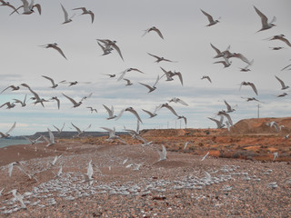 gaivotas na praia