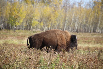 Bison In The Autumn, Elk Island National Park, Alberta