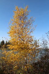 Fototapeta premium Tree Of Autumn, Elk Island National Park, Alberta