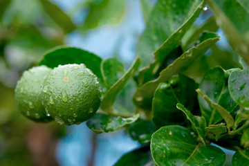 Fresh Thai green lemon on the tree