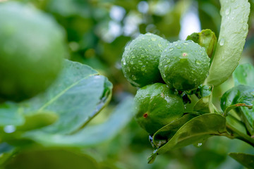 Fresh Thai green lemon on the tree