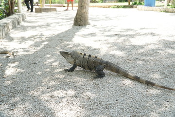 Iguana