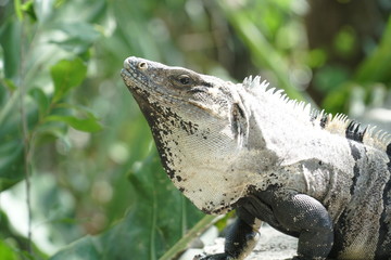 Iguana