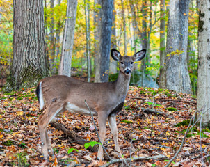 Naklejka na ściany i meble A young button buck white tail deer in the fall woods in Warren County, Pennsylvania, USA on a fall day